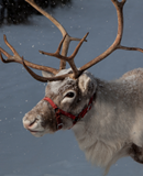 WIN A FAMILY TICKET TO CHRISTMAS EVENTS AT ARCELORMITTAL ORBIT