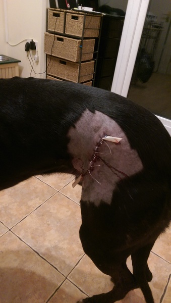 advice? dog been bitten