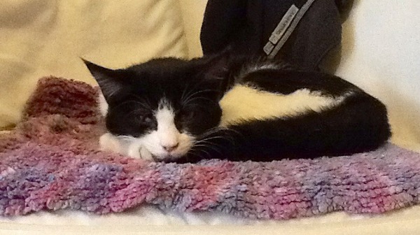 We have found a kitten...