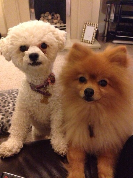 full pomeranian?