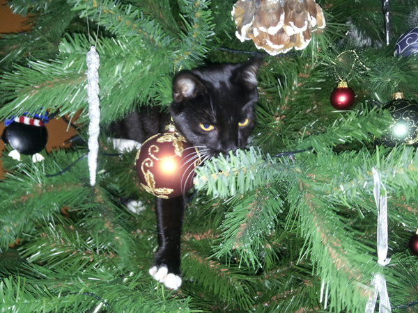 Dear Santa, we've been a bit naughty in all the right ways, & given our husbands plenty of lays, we don't need presents under our tree's, we'd all be happy to get BFPs!! Love the Viroids....JSing 34!!