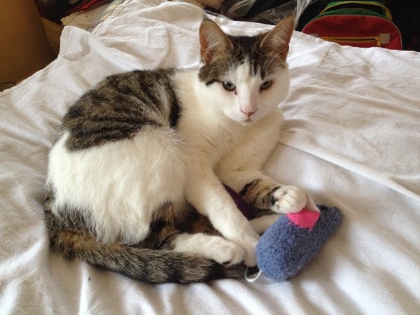 Cat photo thread