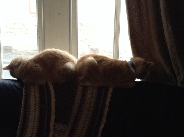 Cat photo thread