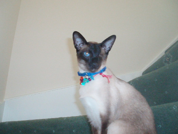 Cat photo thread