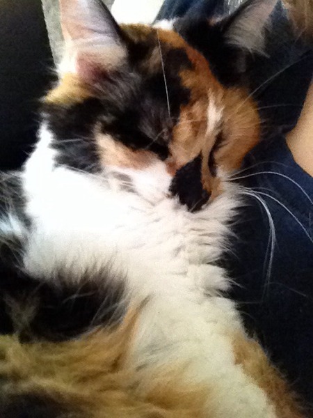 Tell me about Maine coons