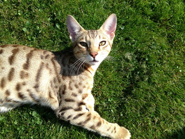 Cat photo thread