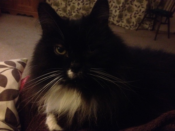 Cat photo thread