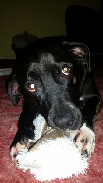 June 2015 - thread 6 - baby kicks and bumps appearing