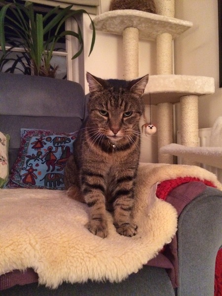 Cat photo thread
