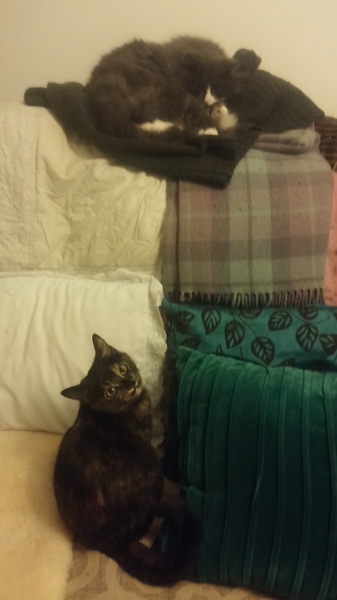 Cat photo thread