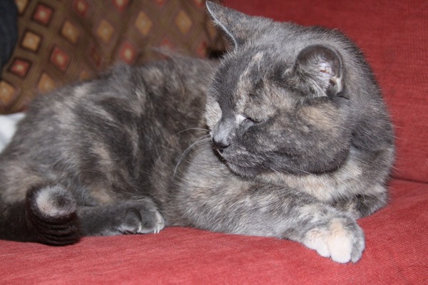 Cat photo thread