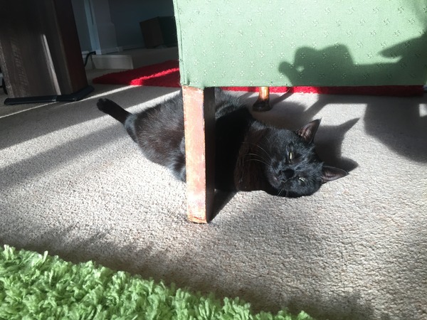 Cat has just come in with one eye closed.