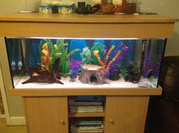 Would anyone like a picture thread for sharing our set-ups?