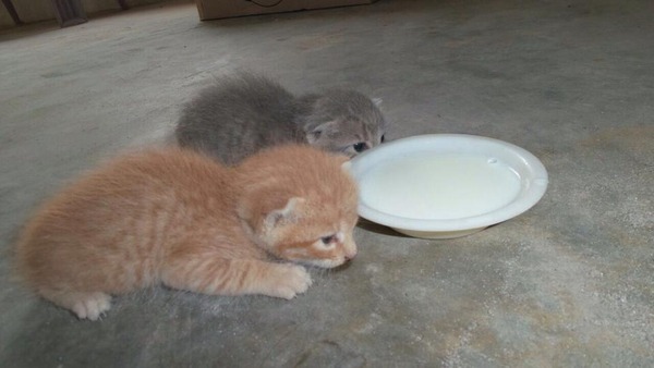 Cat photo thread