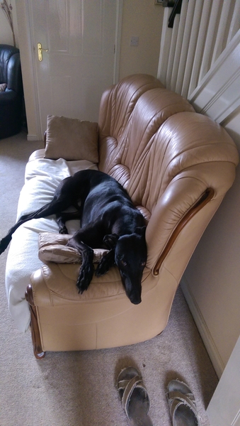 advice? dog been bitten