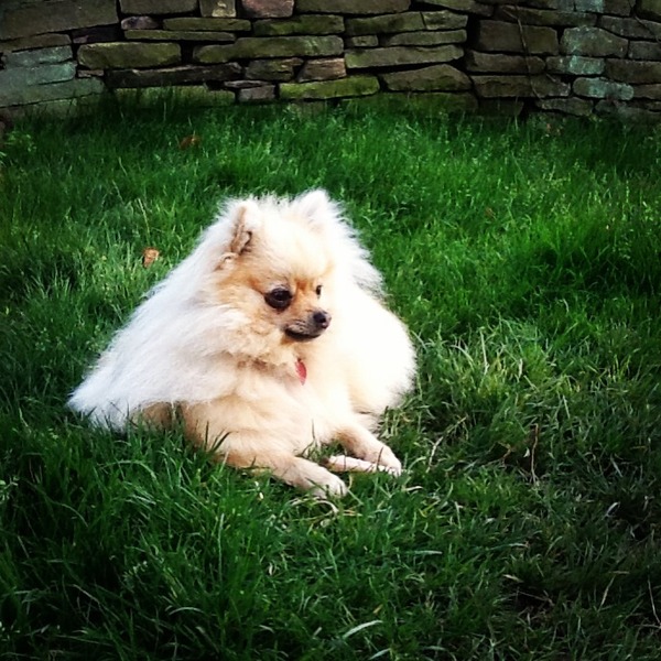 full pomeranian?