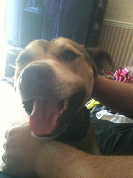 Do you have a picture of your happy dog that you wouldn't mind posting and me using on my page?