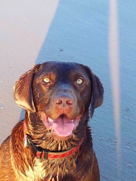 Do you have a picture of your happy dog that you wouldn't mind posting and me using on my page?