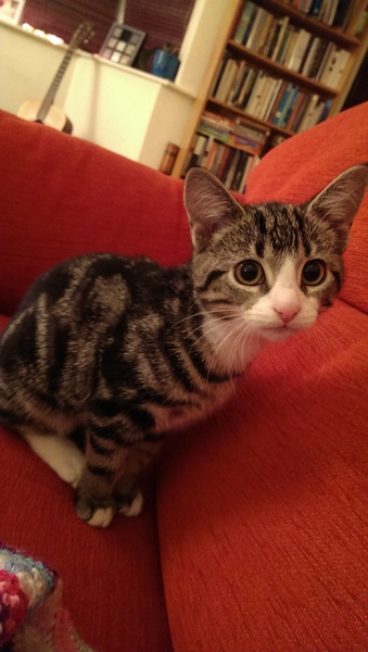 introducing kitten to outside.