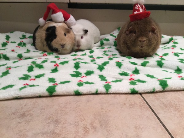 Furry count down to Christmas