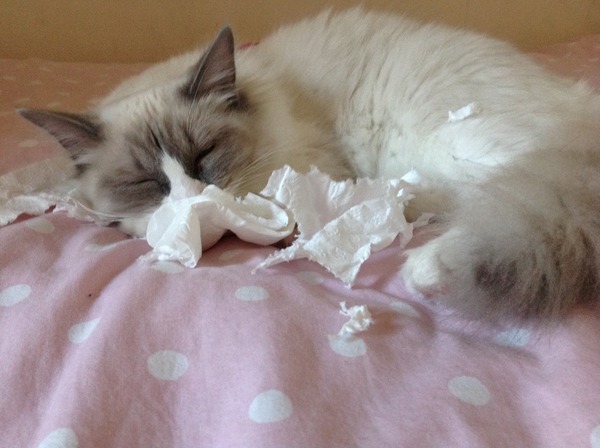 Adopted Ragdoll
