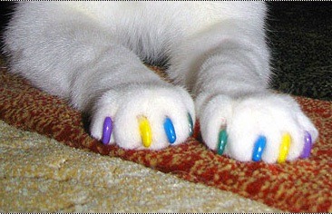 Cat & nail clipping