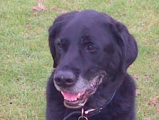 Do you have a picture of your happy dog that you wouldn't mind posting and me using on my page?
