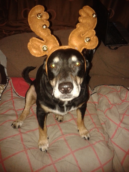 my dog suits these better than me? lighthearted xmas aibu