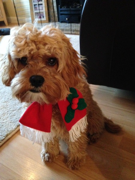 Do you have a picture of your happy dog that you wouldn't mind posting and me using on my page?
