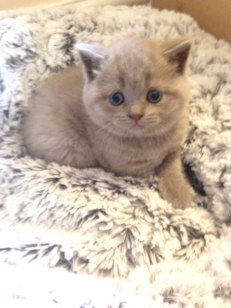 Cat photo thread