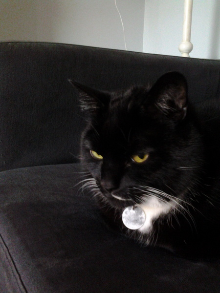 Was my cat being unreasonable?