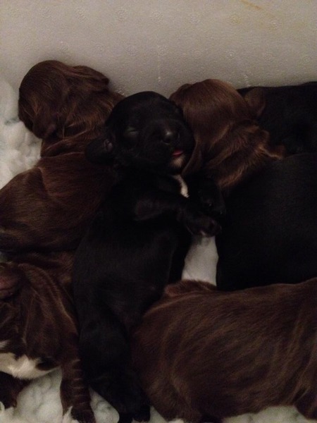 To ask for help picking a dog name?!