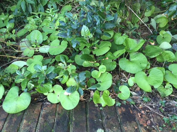 Please could you identify this weed?
