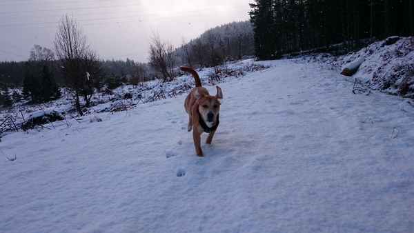 Do you have a picture of your happy dog that you wouldn't mind posting and me using on my page?