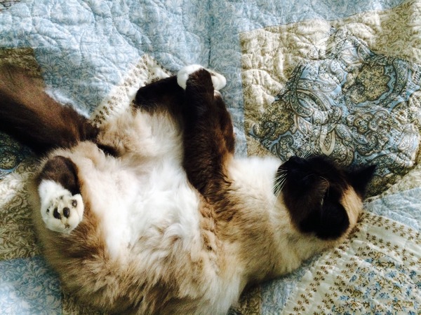 Cat photo thread