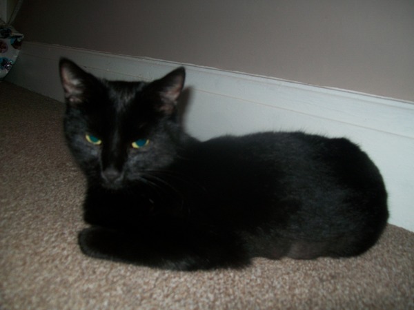 Cat photo thread