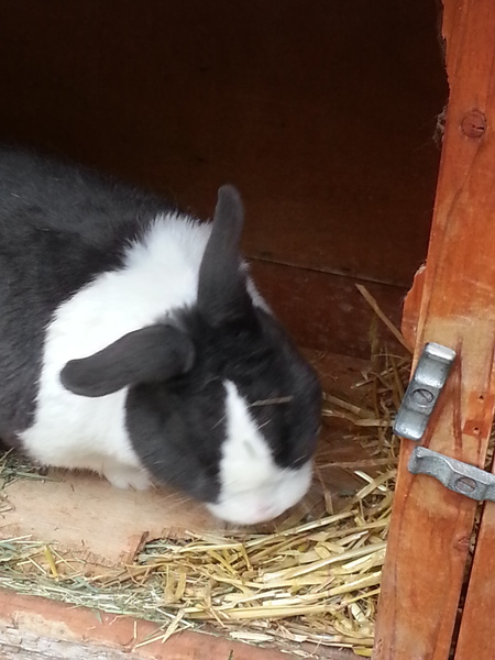To not bother with rabbit insurance