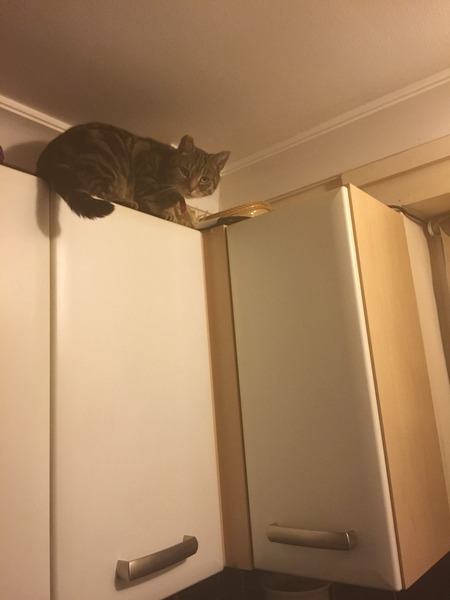 Cat photo thread