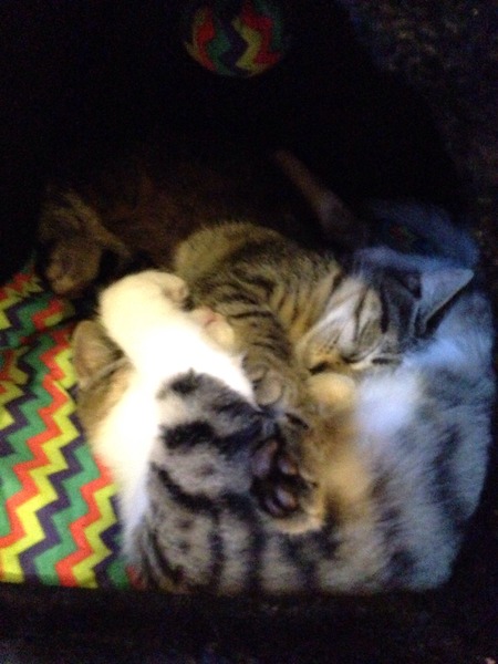 Cat photo thread