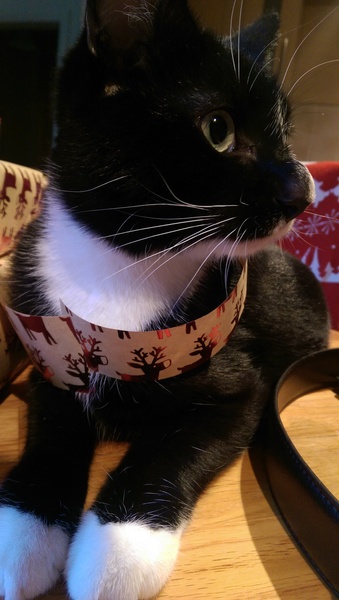 Cat photo thread