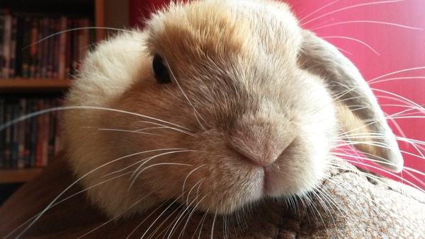 Super Furry Animal Photos - you know you want to...