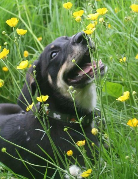 Do you have a picture of your happy dog that you wouldn't mind posting and me using on my page?