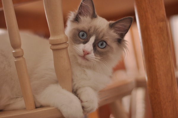 Cat photo thread