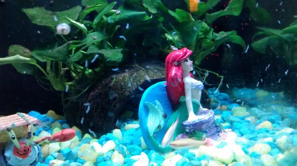 what is in my tank now?