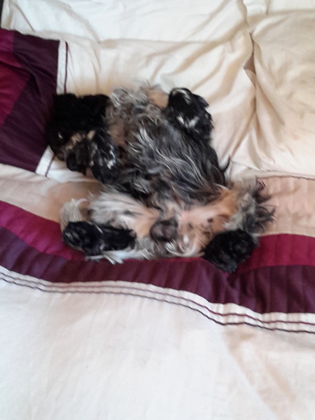 Any Cocker Spaniel owners out there?