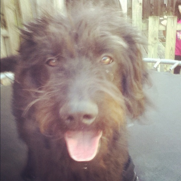 Do you have a picture of your happy dog that you wouldn't mind posting and me using on my page?