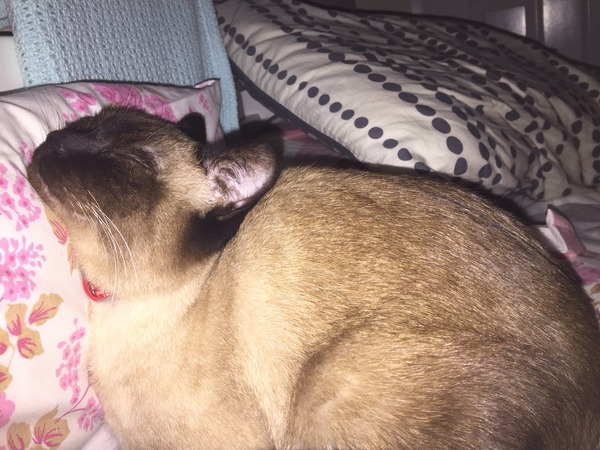 April 2015 thread 7: Our viable, wriggling bumps have us walking belly-first into the new year!