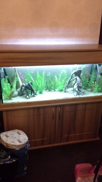 Can I have coarse snad/fine gravel if I have goldfish?