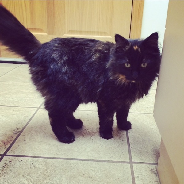 The 10th Gemini bus - 2nd Christmas stop