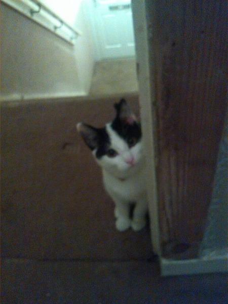 Cat photo thread